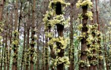 石斛花开采收忙