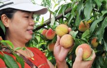 碧江区桐木坪乡水蜜桃熟了