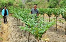 万山区大力发展魔芋产业