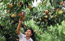 黔东观光果园果丰待销餐饮开业