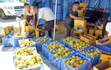 碧江区桐木坪乡50万斤黄桃盼销