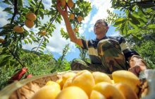 玉屏：特色水果富农家