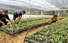 碧江区苗木生产中心实现产苗和脱贫双赢