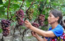 碧江区党员致富带头人发展农旅产业带领乡亲致富