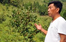 碧江区和平乡油茶创业显成效