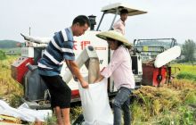 碧江区贡米之乡抢收忙