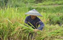 金秋好时节 田间抢收忙