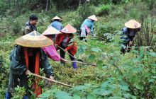 碧江区遥山沟村油茶有盼头管护有劲头