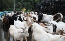 碧江区桐木坪乡七旬夫妇养羊致富