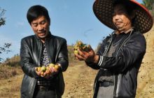 碧江区遥山沟村霜降采收油茶忙