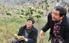 碧江区遥山沟村罗汉果喜获丰收