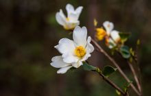 山乡茶花开