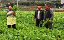 碧江区柑子冲寨桂坝区蔬菜亩产值超万元