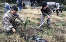 松桃县妙隘乡开展植树造林活动助力乡村振兴