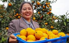 德江县何家村丑橘基地喜获丰收