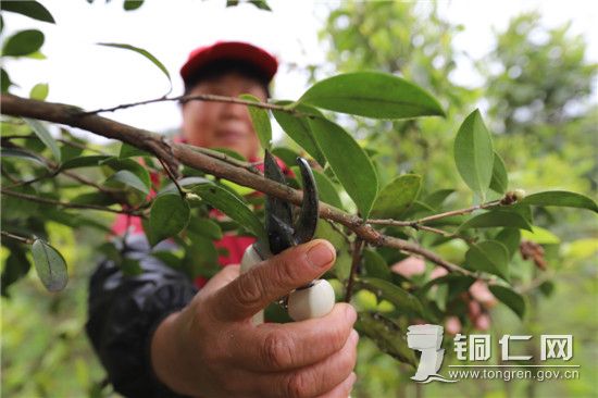 贵州省铜仁市万山区敖寨乡中华山村村民正在对部分油茶树枝条进行修剪