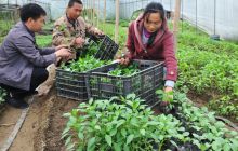 碧江区柑子冲村夫妻育菜苗致富