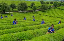 松桃县普觉镇举办第二届采茶节