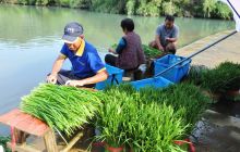 碧江区桐木坪乡韭菜喜获丰收