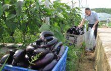 碧江区川硐街道多种形式编好“菜篮子”