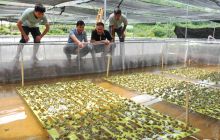 万山区茶店牛蛙养殖生机勃勃