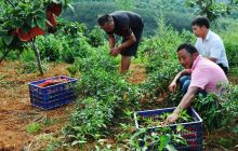 碧江区柑子冲村桃源旅游山庄采收忙