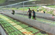 万山区引进80万尾牛蛙苗助力养殖产业