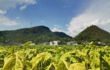 德江：“黄金叶”迎来丰收季