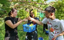 德江县共和镇葡萄园邀您来采摘