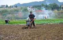 碧江区柑子冲村抢抓农时种菜忙