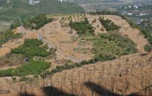 碧江区寨桂村黄金梨基地建设成效显著