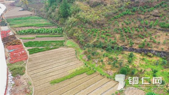 苗木基地2  张倩秋供图