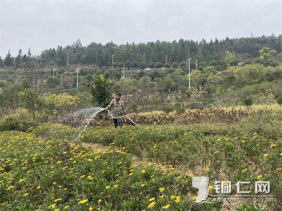 杨通堂：发展苗木产业 助力乡村振兴
