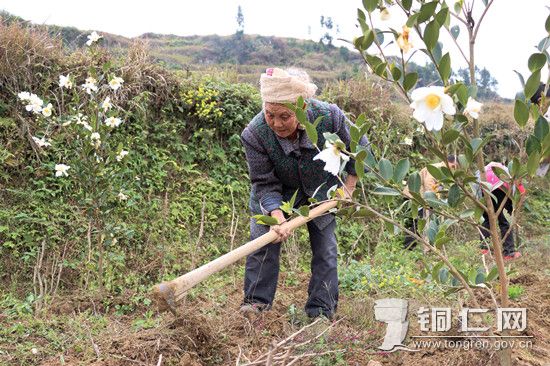 沿河：冬闲季节  1400余亩“油用牡丹”种植忙