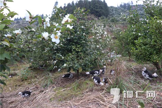林上茶油，林下养鸡，袁再余的致富路不一般！