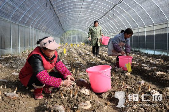 村民正在采收菌朵 张洪全摄