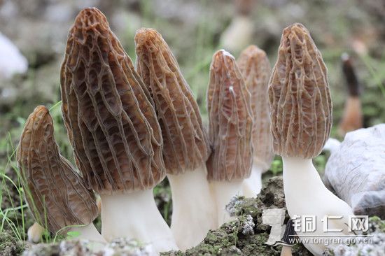 沿河：羊肚菌抢鲜上市销售“俏”