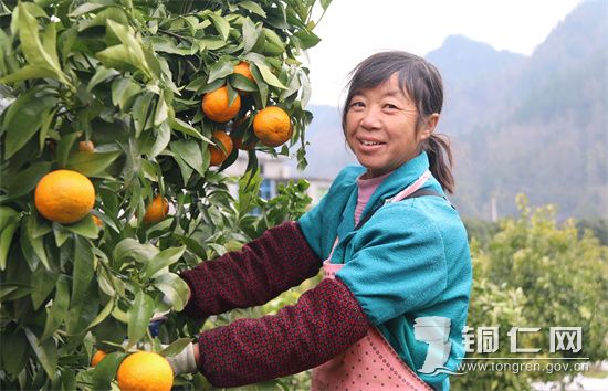 村民采摘柑橘 杨友摄.