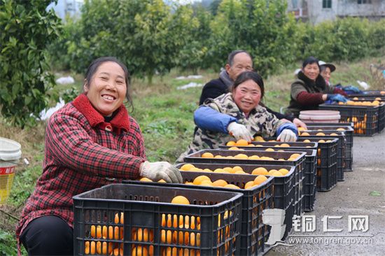 采摘柑橘 杨友摄.