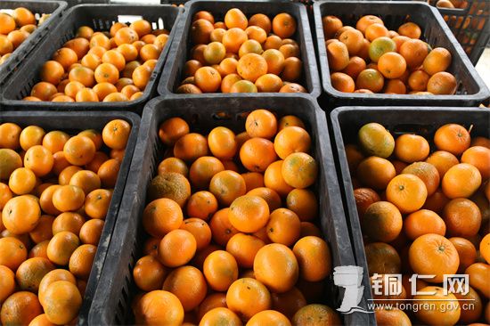 沃柑 杨友摄