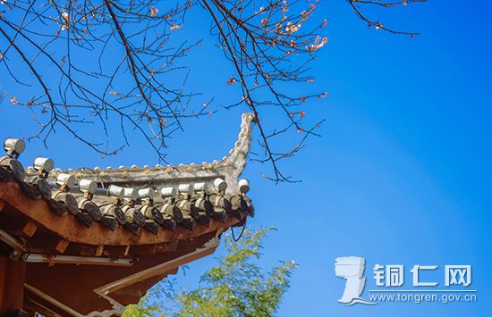 碧江这个地方花开了……