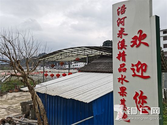 沿河米溪精品水果基地 杨再成摄