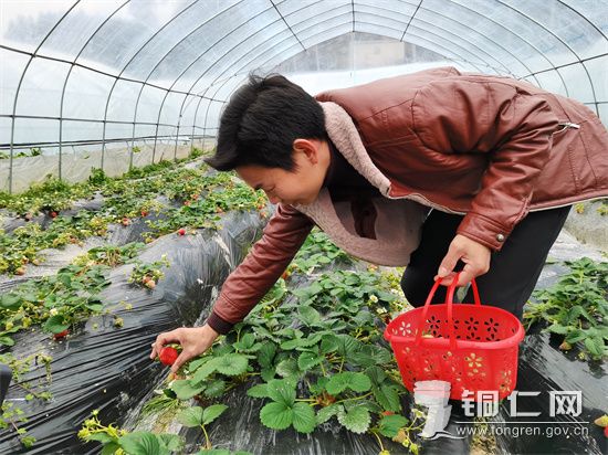 游客正在采摘草莓 杨再成摄