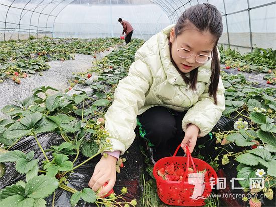 沿河：米溪草莓红 游客采摘乐
