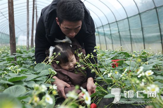 玉屏：雨水节气，草莓采摘正当时