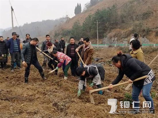 松桃农技人员深入春耕生产一线指导油茶种植1