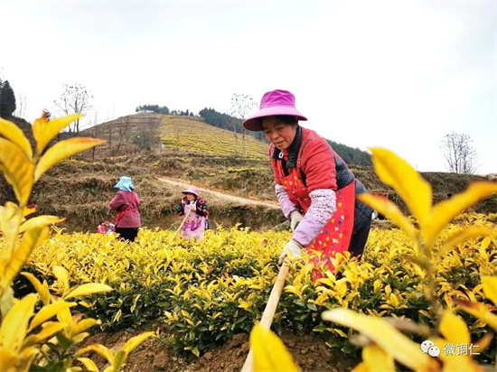 画说铜仁丨春季茶园管护忙