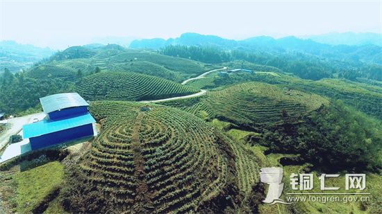 黑水镇茶园  施品摄