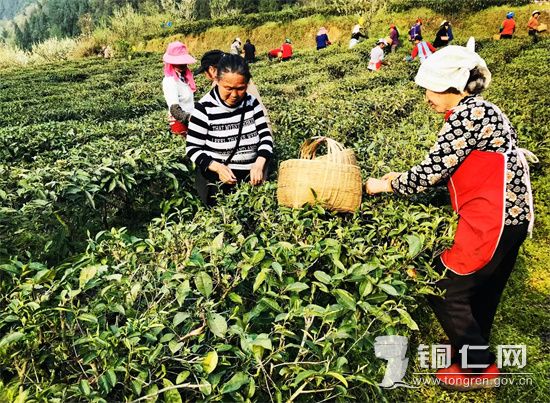 采摘茶叶  施品摄