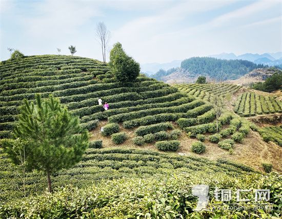 沿河：种下香茶保水土 荒山变“金山”